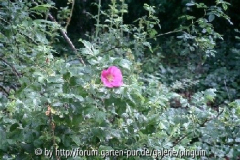 Rosa rugosa Blüte