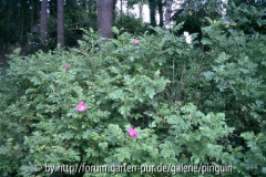 Rosa rugosa Dickicht