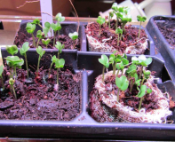 4 Tage alte Spitzkohl-Sämlinge SmartGarden