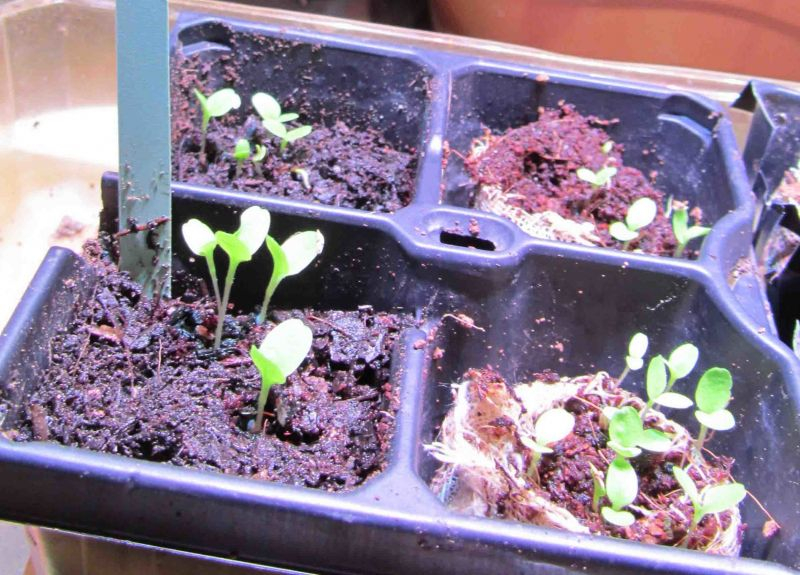 4 Tage alte Wintersalat-Sämlinge SmartGarden