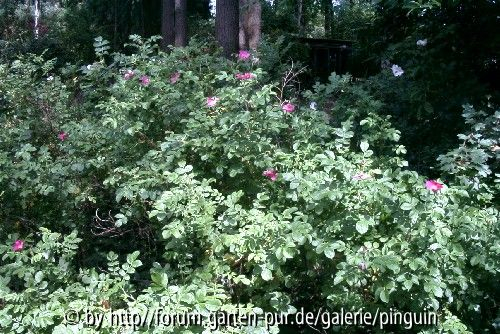 Rosa rugosa Gebüsch