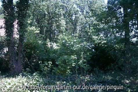 Rosa rugosa Alba - Busch