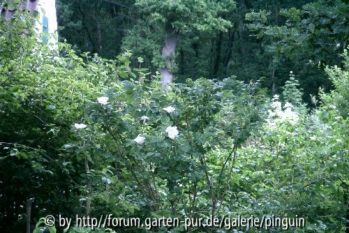 Rosa rugosa Alba