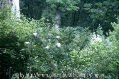 Rosa rugosa Alba