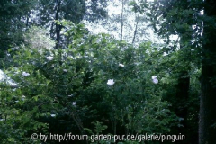 Rosa rugosa Alba