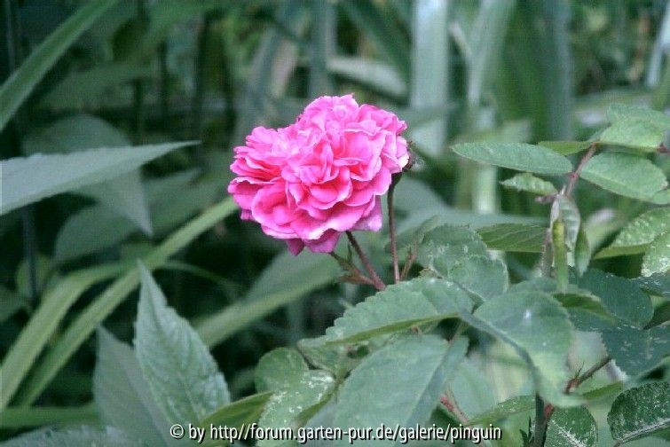 Rose - unbekannt