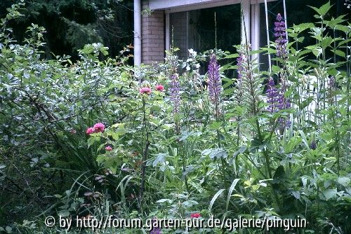 Rosen und Lupinen