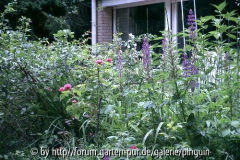 Rosen und Lupinen