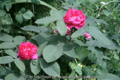 Rose de Resht