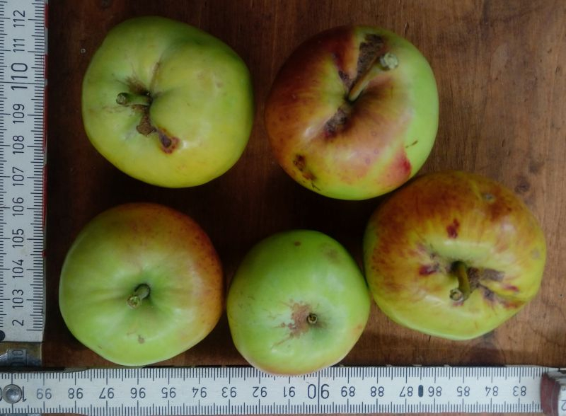 quittenapfel