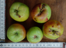 quittenapfel