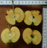 quittenapfel
