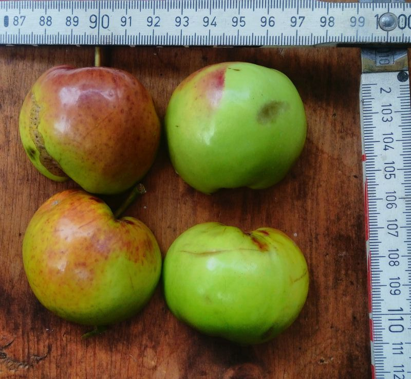 quittenapfel
