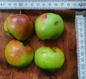 quittenapfel