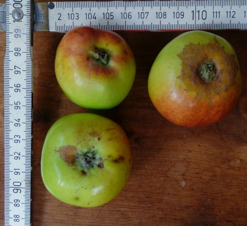 quittenapfel