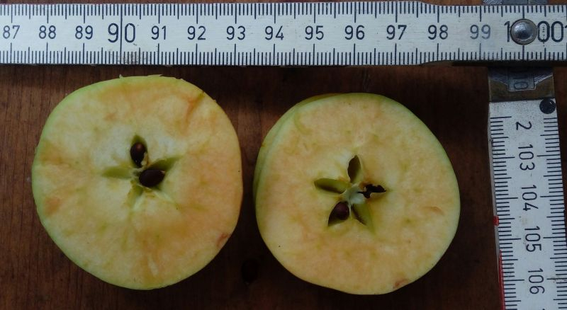 quittenapfel