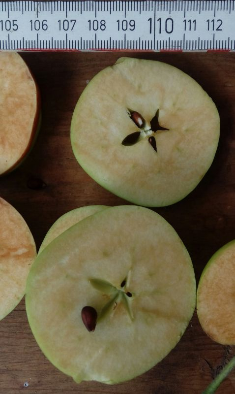 quittenapfel