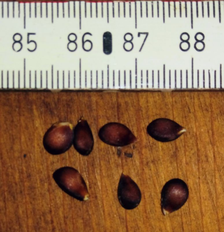 quittenapfel