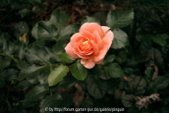 Sangerhäuser Jubiläumsrose