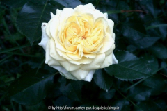 Sunlight Romantica