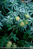 Viridiflora