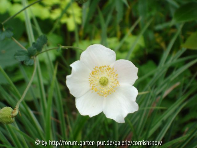 Anemone hupehensis f. alba