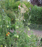 Tomaten September 2018 - 2