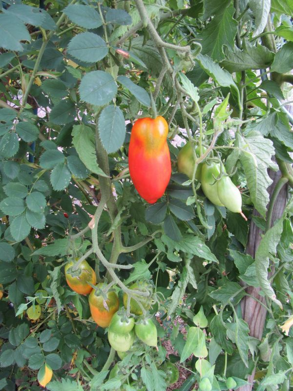 Andenhorn mit grünem 