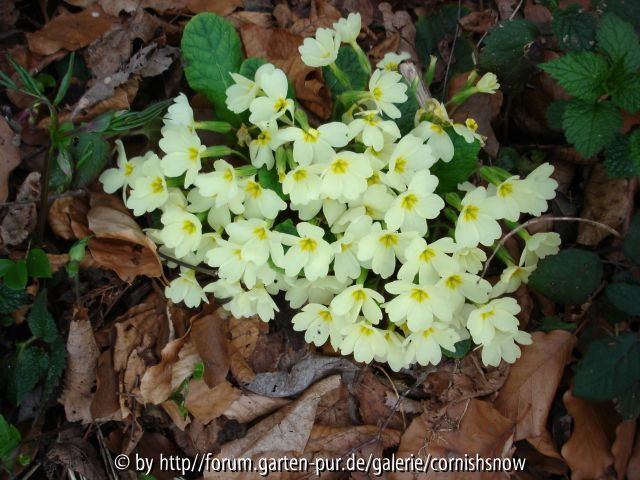 Primula vulgaris
