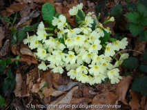 Primula vulgaris