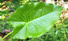 Typhonium giganteum