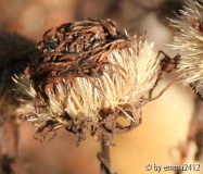 Herbstschönheit