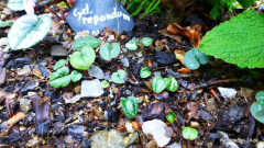 C. repandum