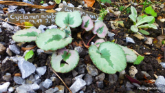 Cyclamen mirabile ´Tilebarn Nicholas´ Kauf 2017