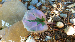 Cyclamen mirabile ´Tilebarn Nicholas´ Kauf 2017