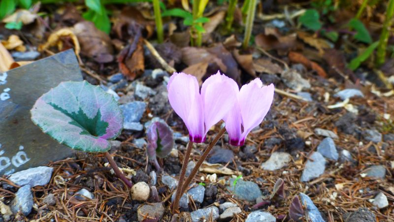 Cyclamen mirabile ´Tilebarn Nicholas´ 2018