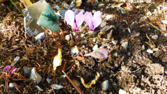Cyclamen mirabile ´Tilebarn Nicholas´ 2018