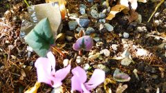 Cyclamen mirabile ´Tilebarn Nicholas´ 2018