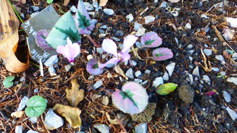 Cyclamen mirabile ´Tilebarn Nicholas´ 2018
