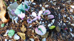 Cyclamen mirabile ´Tilebarn Nicholas´ 2018