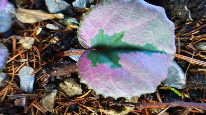 Cyclamen mirabile ´Tilebarn Nicholas´ 2018