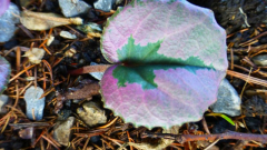 Cyclamen mirabile ´Tilebarn Nicholas´ 2018
