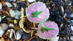 Cyclamen mirabile ´Tilebarn Nicholas´ 2018