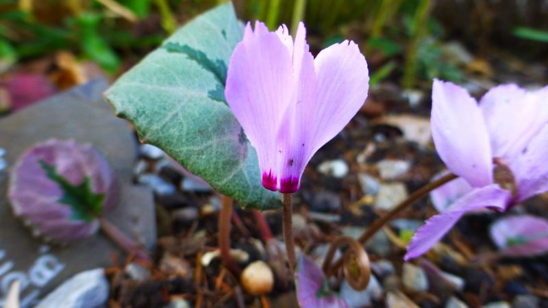 Cyclamen mirabile ´Tilebarn Nicholas´ 2018
