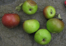 Himbacher Grüner