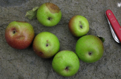 Himbacher Grüner