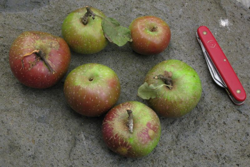 Himbacher Grüner