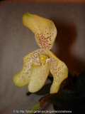 Paphiopedilum concolor II 2006