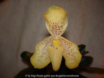 Paphiopedilum concolor III 2006