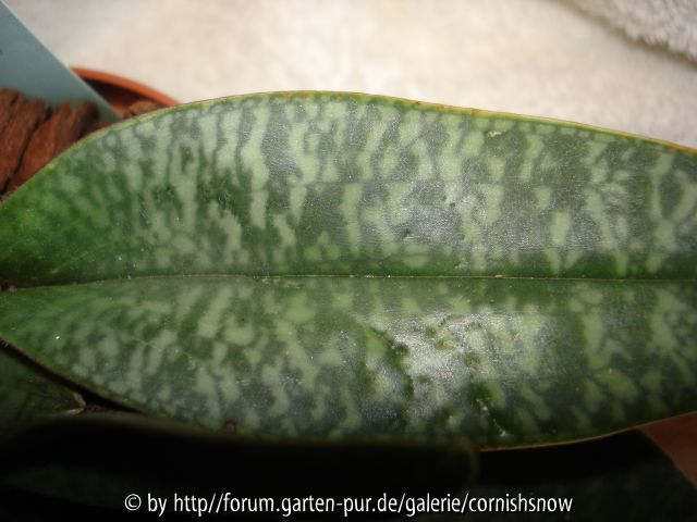 Paph. concolor Oberseite